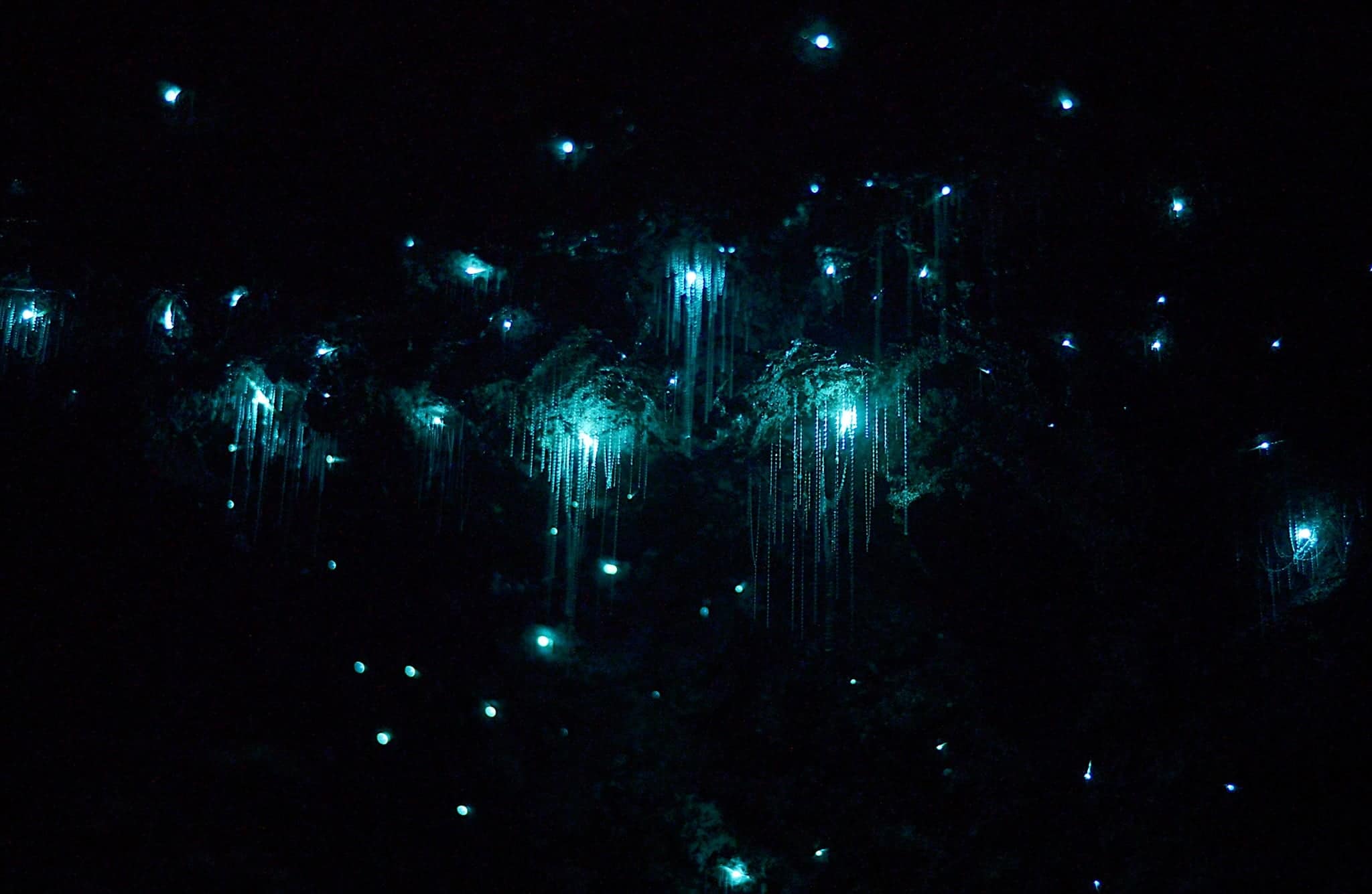 Glow Worm Tour at Cedar Creek