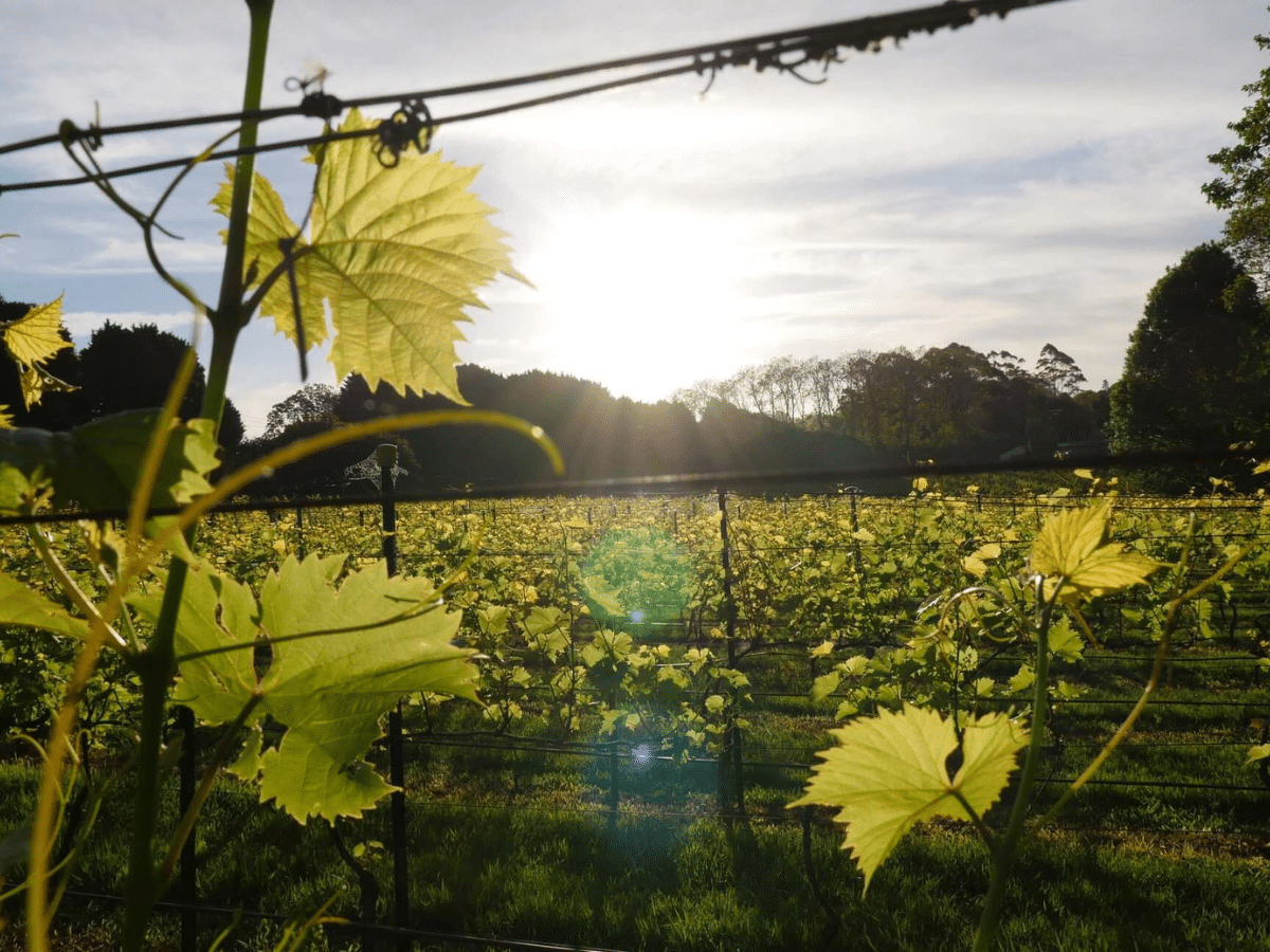 Our Vineyard